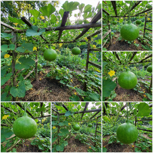 Round Bottle Gourd Vegetable Planting Seeds