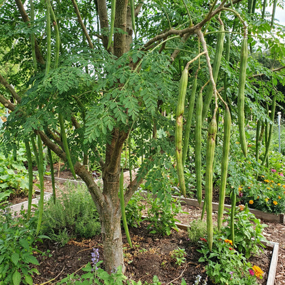 Organic Moringa Oleifera Seeds for Planting