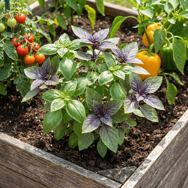 Basil Seed Mix Perfect for Planting