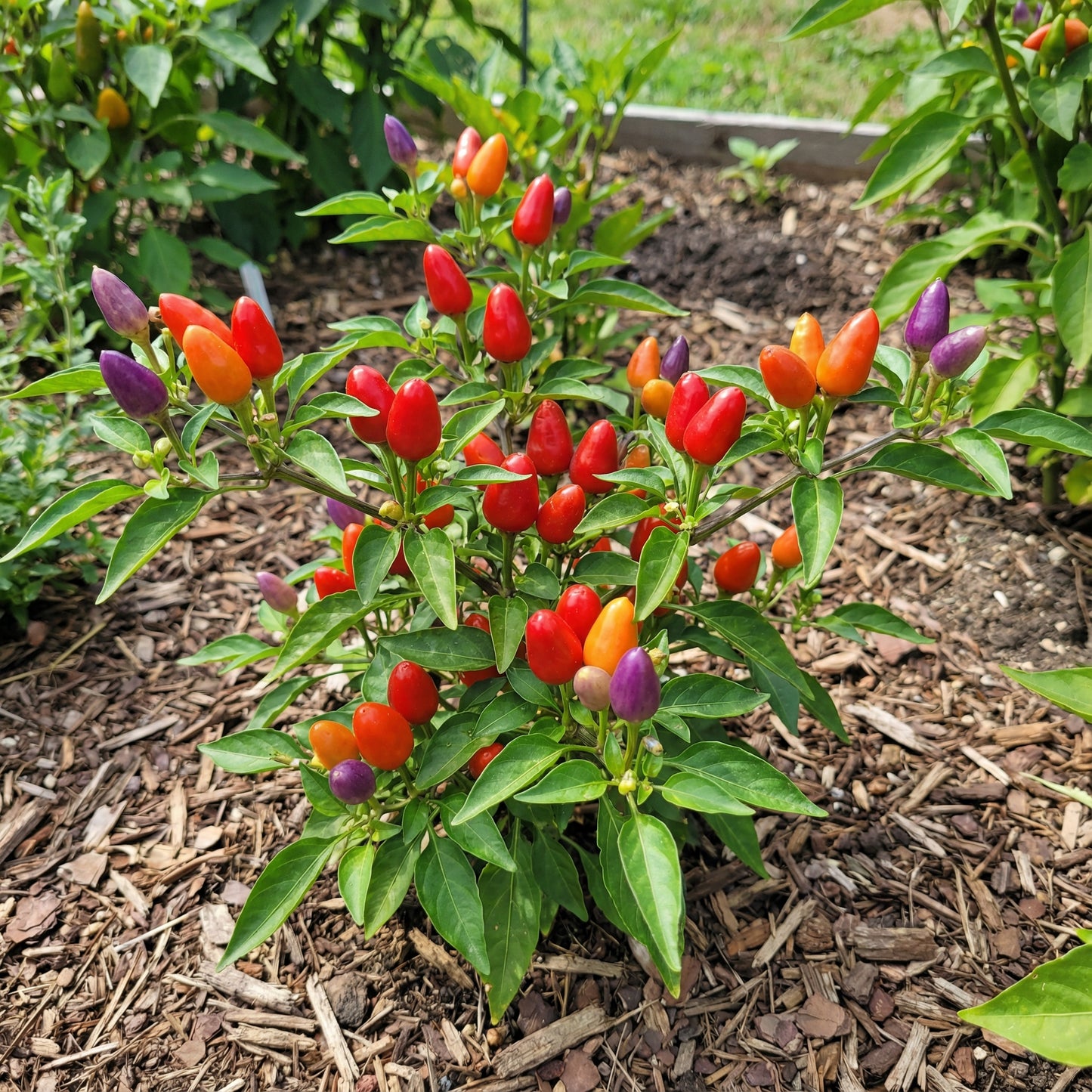 Ornamental Pepper Flower Seeds Mix, Planting
