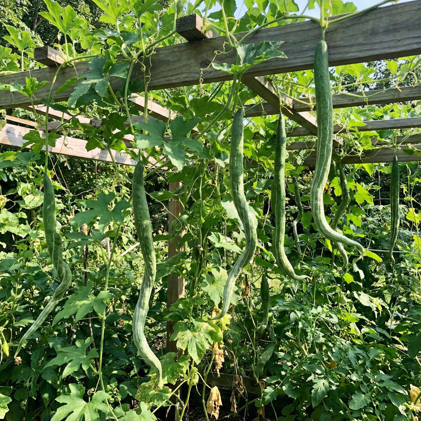 Trichosanthes Cucumerina Seeds for Vegetable Planting