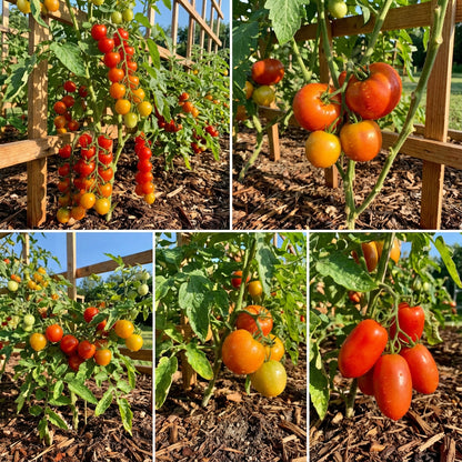 Ornamental Pepper Flower Seeds Mix, Planting