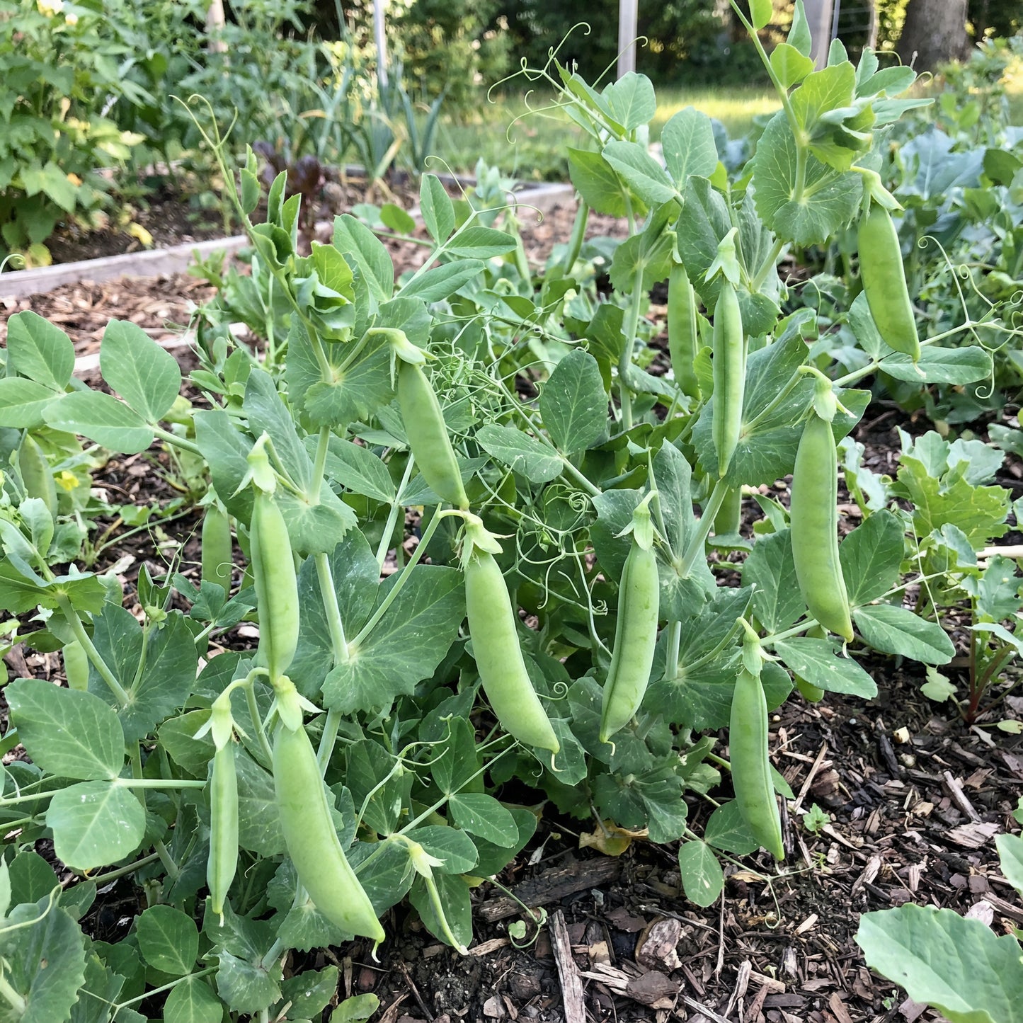 Sugar Ann Snap Pea Planting Seeds