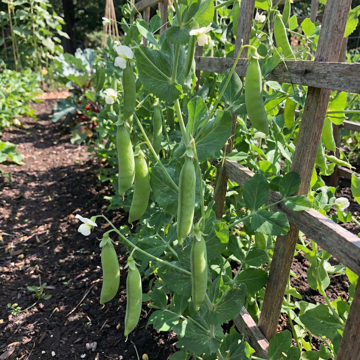 Sugar Ann Snap Pea Planting Seeds