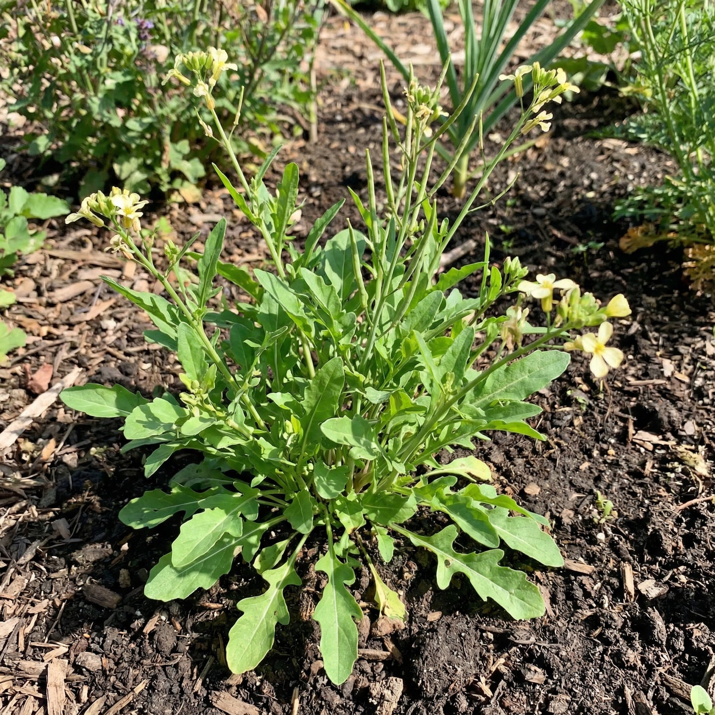 Arugula Seeds for Planting