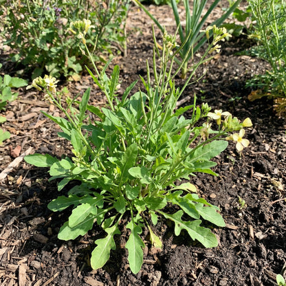 Arugula Seeds for Planting