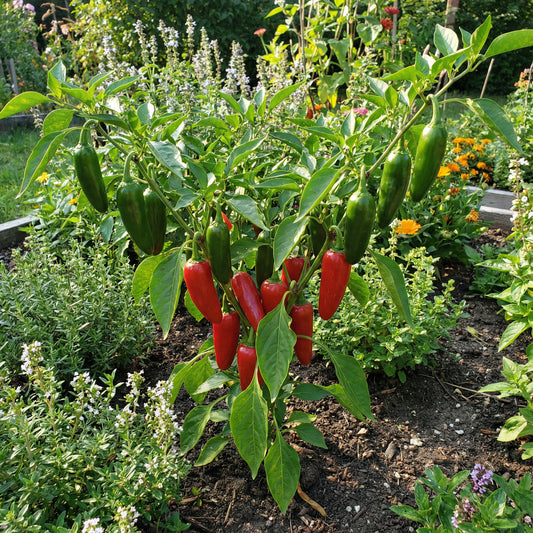 Chile Pepper Planting Seeds for Vegetable Gardens