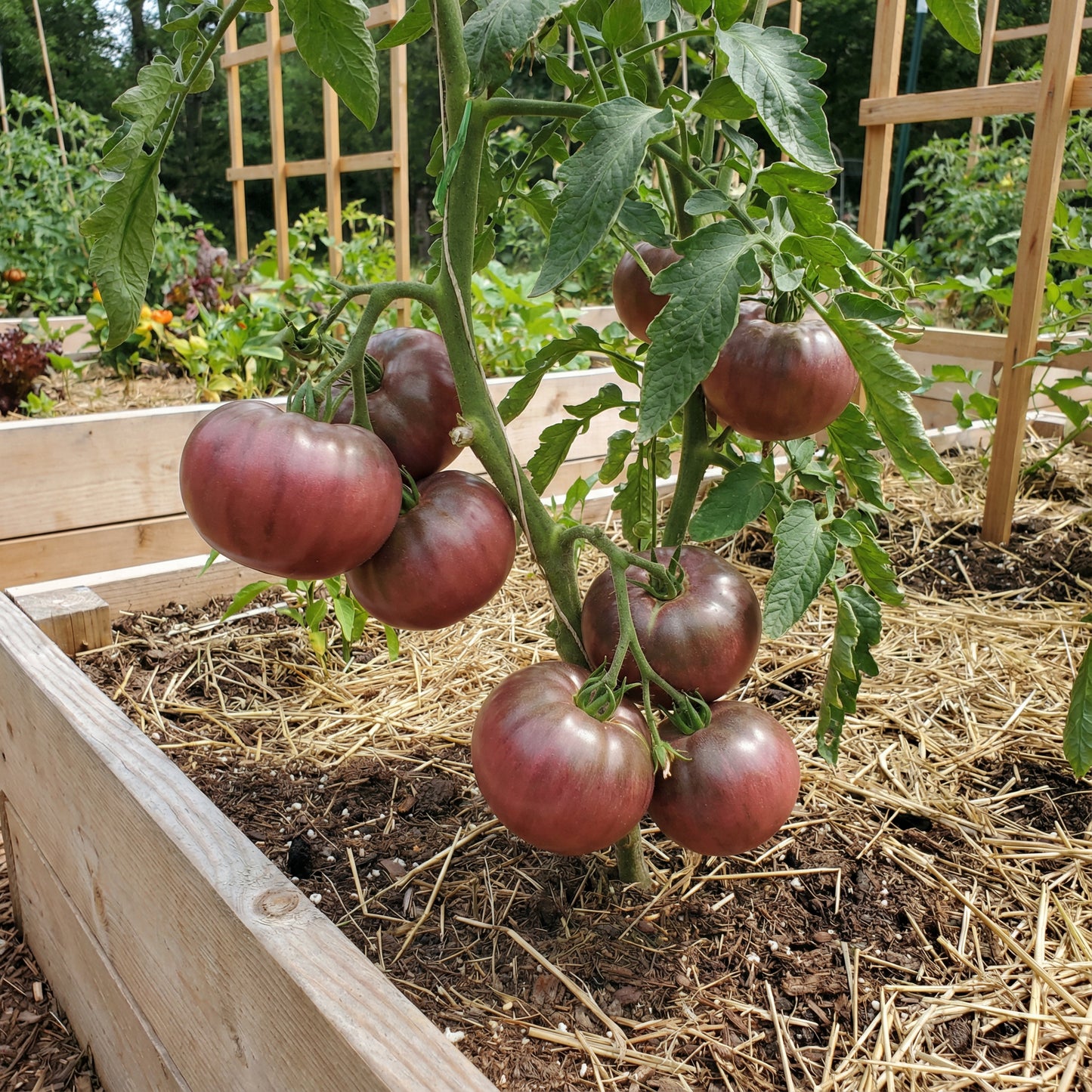 Cherokee Vegetable Seeds for Planting