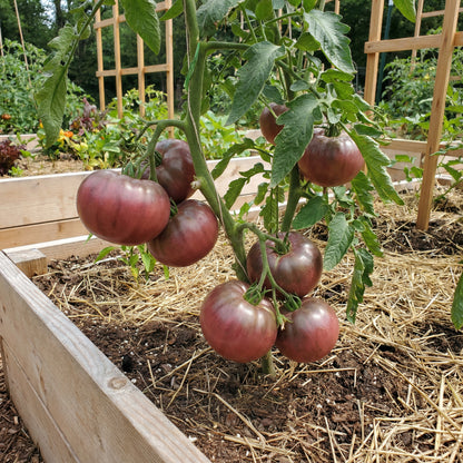 Cherokee Vegetable Seeds for Planting