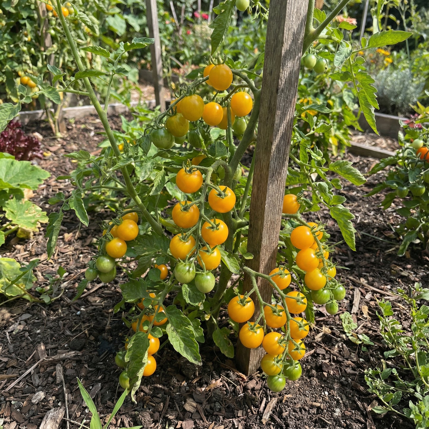 Yellow Cherry Tomato Seeds for Spring Planting
