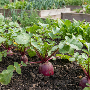 Red Turnip Seeds for Your Vegetable Garden