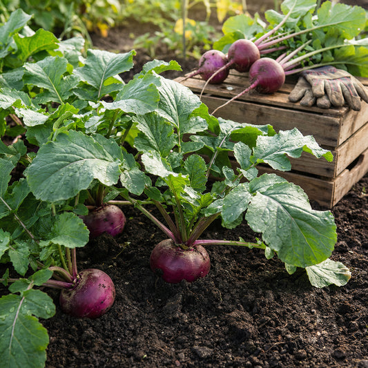 Red Turnip Seeds for Your Vegetable Garden