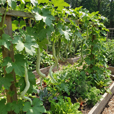 Green Serpent Gourd Vegetable Planting Seeds