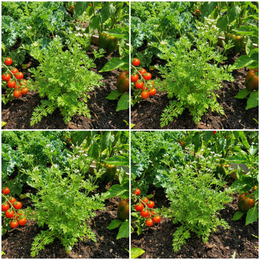 Green Santo Cilantro Vegetable Planting Seeds