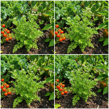 Green Santo Cilantro Vegetable Planting Seeds