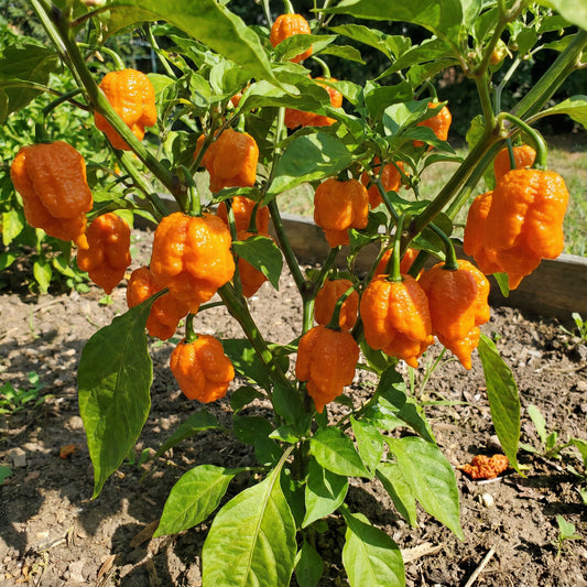 Trinidad Moruga Orange Seeds for Planting