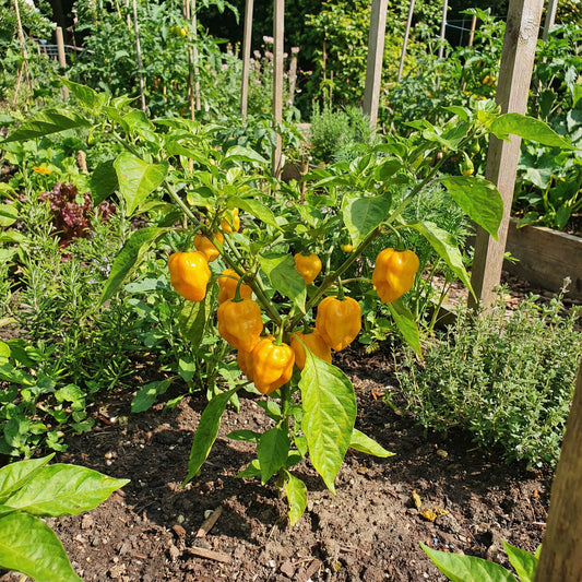 MOA Yellow Scotch Bonnet Pepper Seeds for Planting