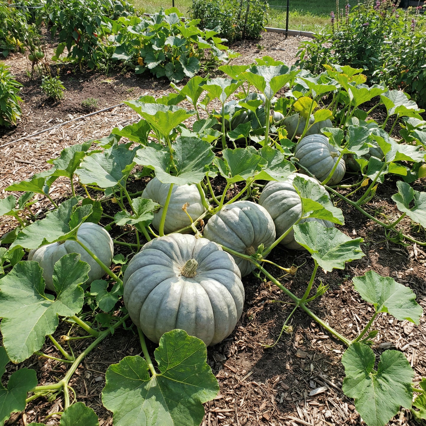 White Jarrahdale Pumpkin Planting Seeds for Home Gardens