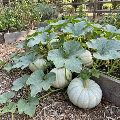 White Jarrahdale Pumpkin Planting Seeds for Home Gardens