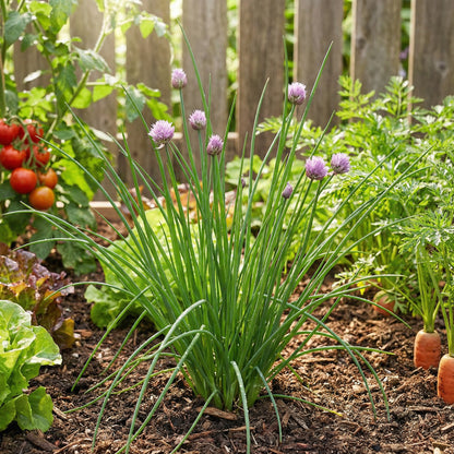 Green Chive Vegetable Seeds - Perfect for Planting