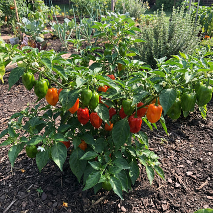 Mixed Habanero Seeds for Planting Perfect for Your Garden