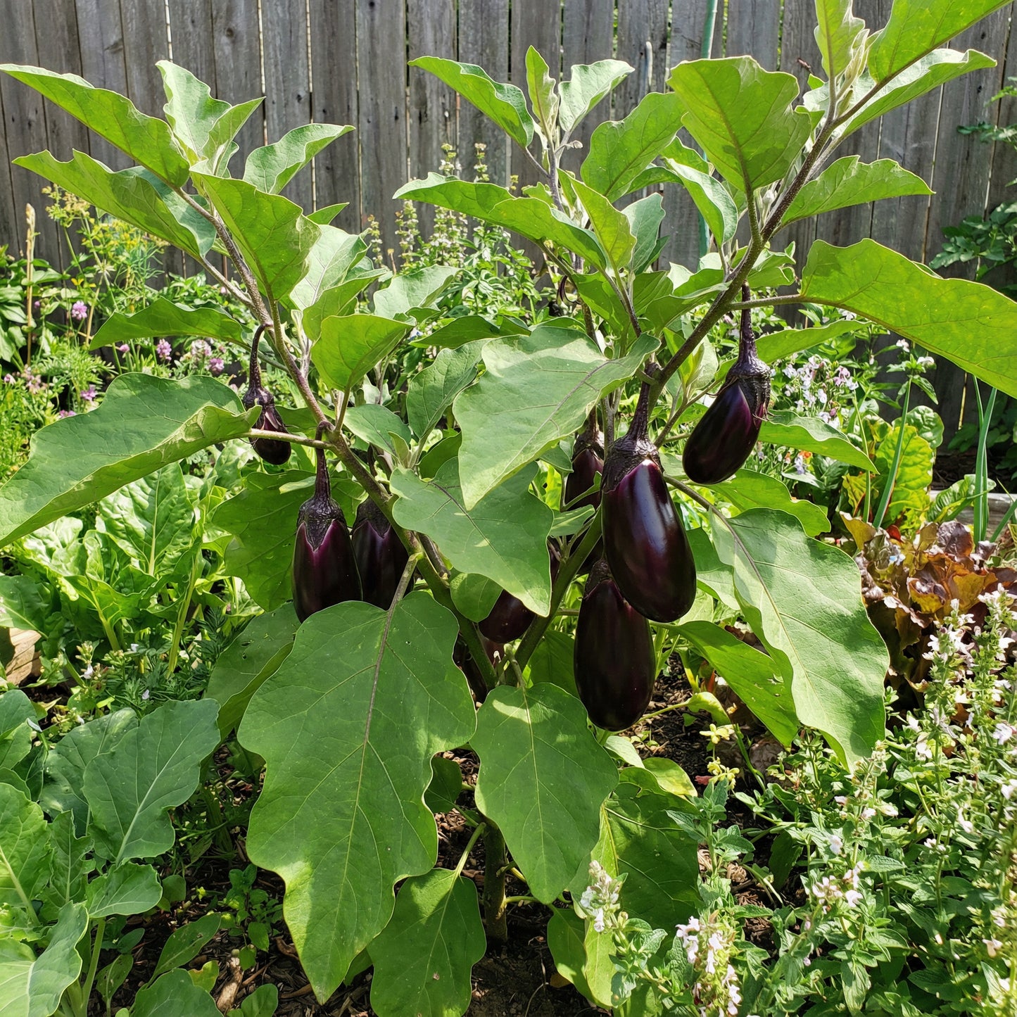 Violet Eggplant Vegetable Planting Seeds