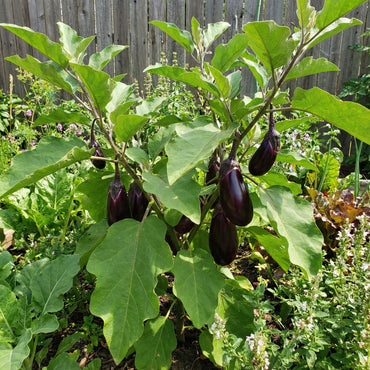 Violet Eggplant Vegetable Planting Seeds