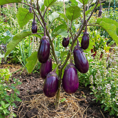Violet Eggplant Vegetable Planting Seeds