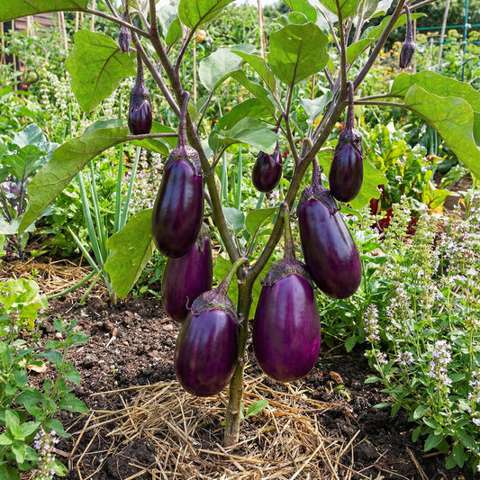 Violet Eggplant Vegetable Planting Seeds