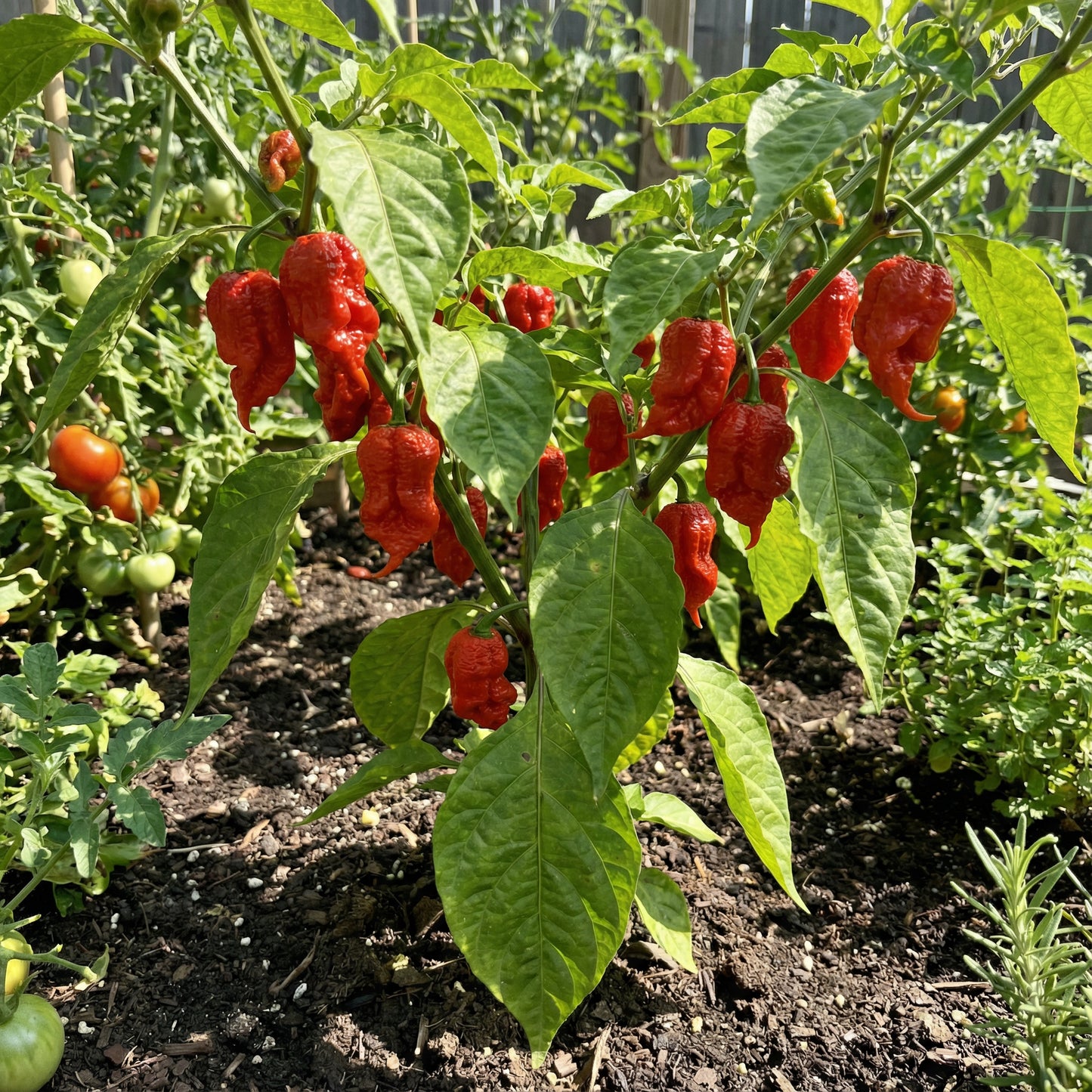 Red Trinidad Scorpion Seeds for Planting Hot Pepper Variety