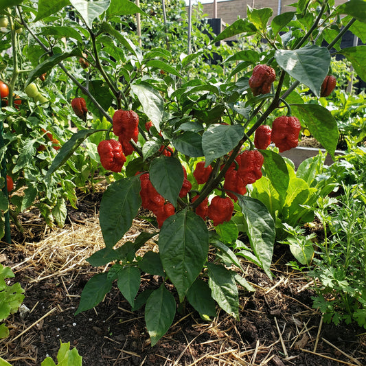 Red Trinidad Scorpion Seeds for Planting Hot Pepper Variety