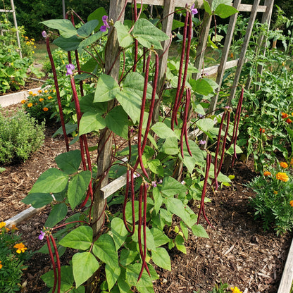 Red Long Bean Vegetable Seeds for Gardens