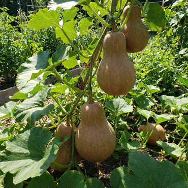 Brown Giant Gourd Vegetable Seeds for Planting