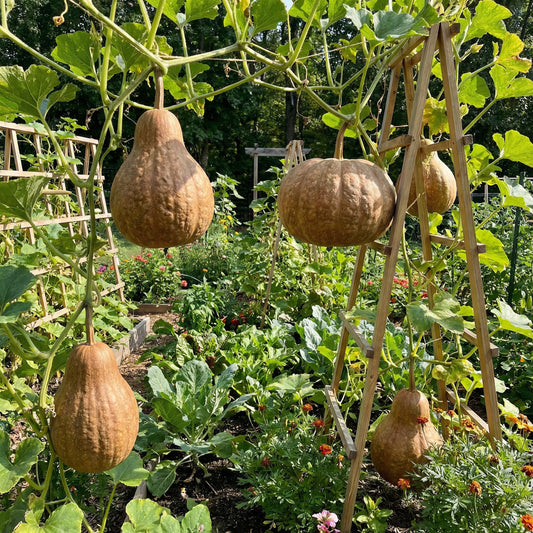 Brown Giant Gourd Vegetable Seeds for Planting