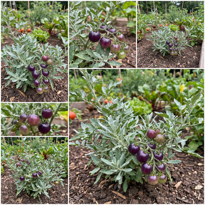 Lavender Tomato Seeds - Perfect for Planting