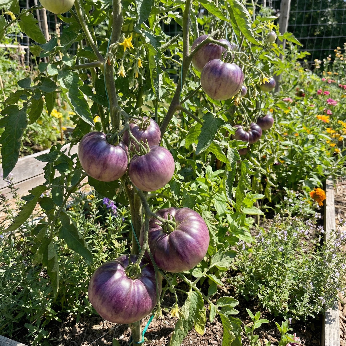 Lavender Tomato Seeds - Perfect for Planting