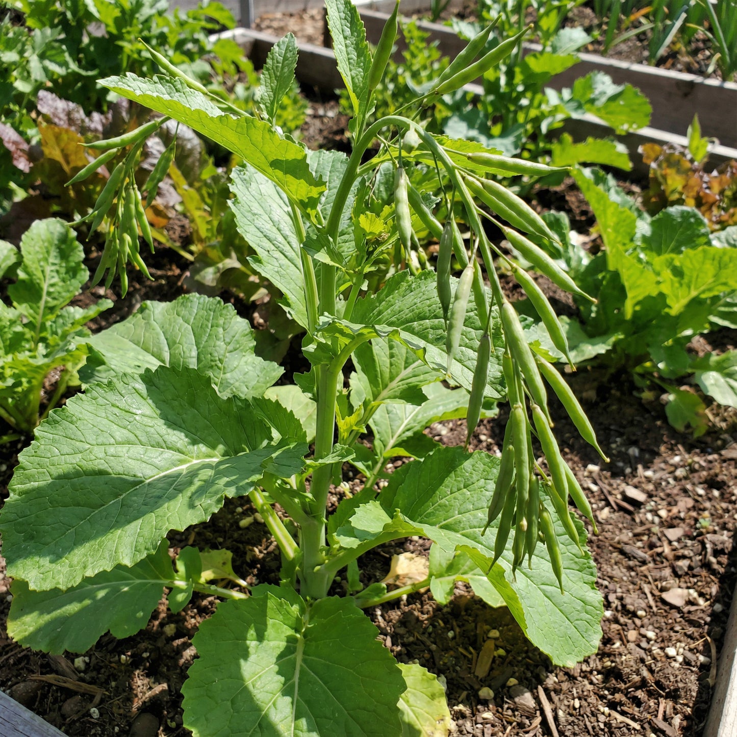Heirloom Mustard Vegetable Seeds for Planting