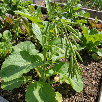 Heirloom Mustard Vegetable Seeds for Planting