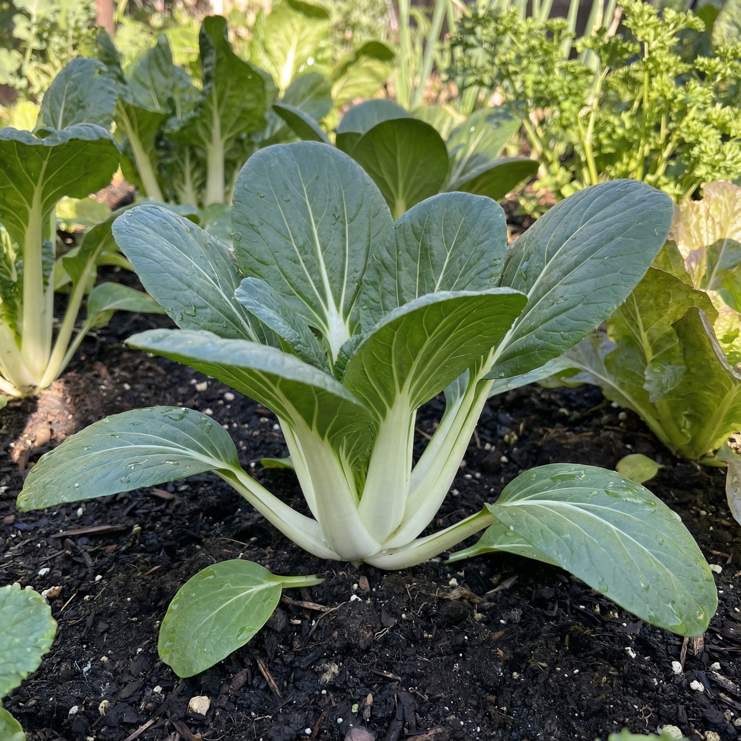 Dwarf Pak Choi Vegetable Seeds - Perfect for Planting