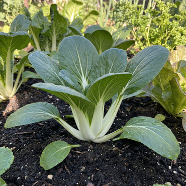 Dwarf Pak Choi Vegetable Seeds - Perfect for Planting