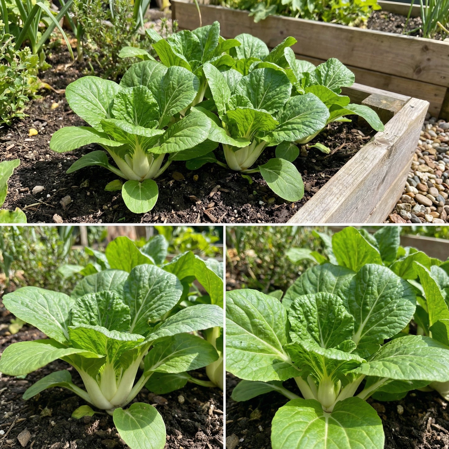 Dwarf Pak Choi Vegetable Seeds - Perfect for Planting