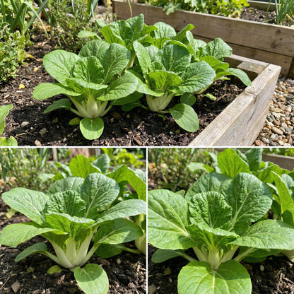 Dwarf Pak Choi Vegetable Seeds - Perfect for Planting