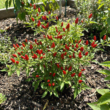 Pequin Vegetable Planting Seeds