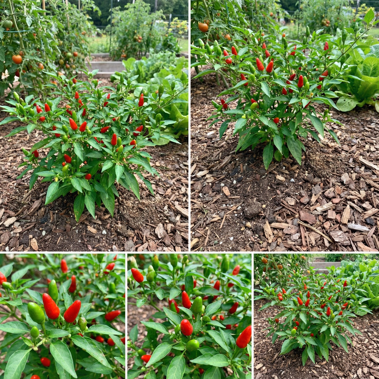 Scorpion Vegetable Seeds for Planting