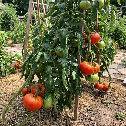 Giant Tomato Vegetable Planting Seeds