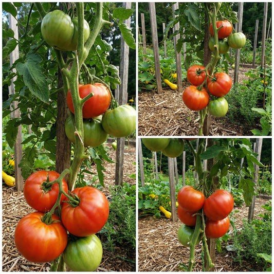Giant Tomato Vegetable Planting Seeds