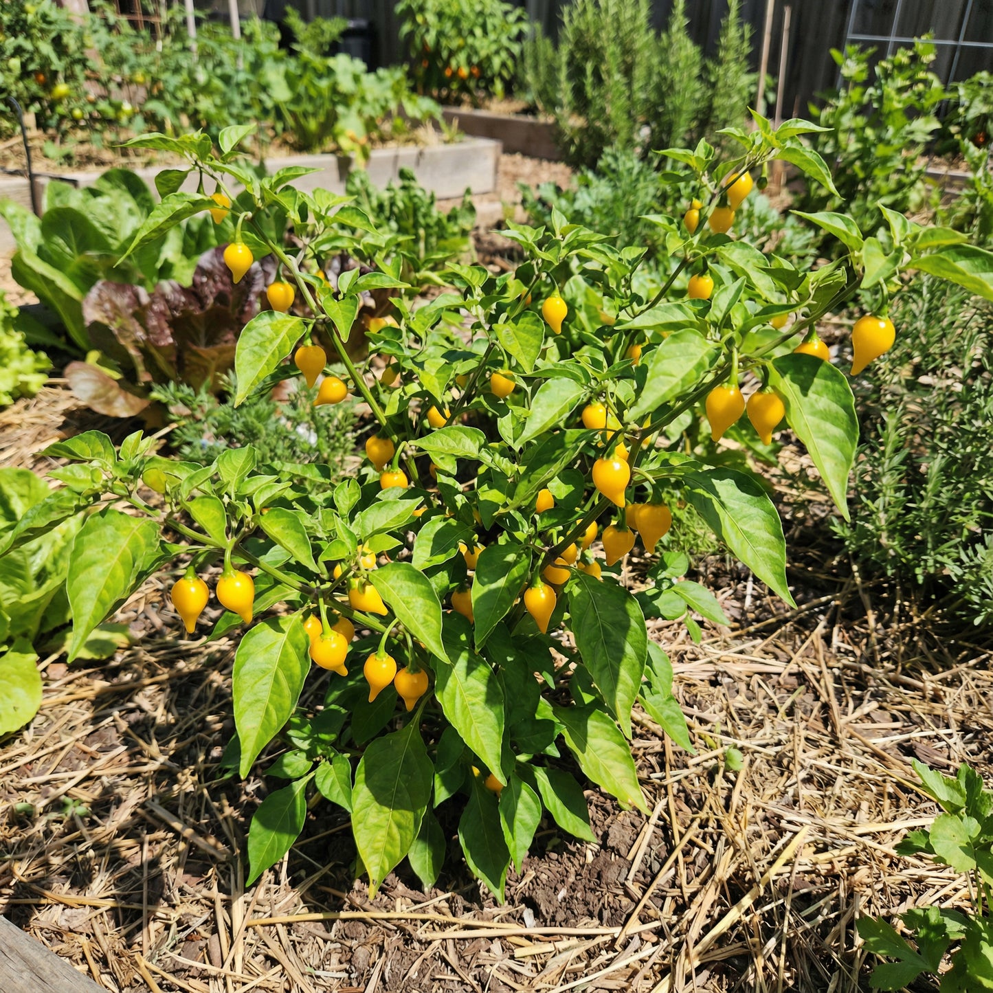 Yellow Biquinho Pepper Planting Seeds - Vibrant Fruit for Your Garden