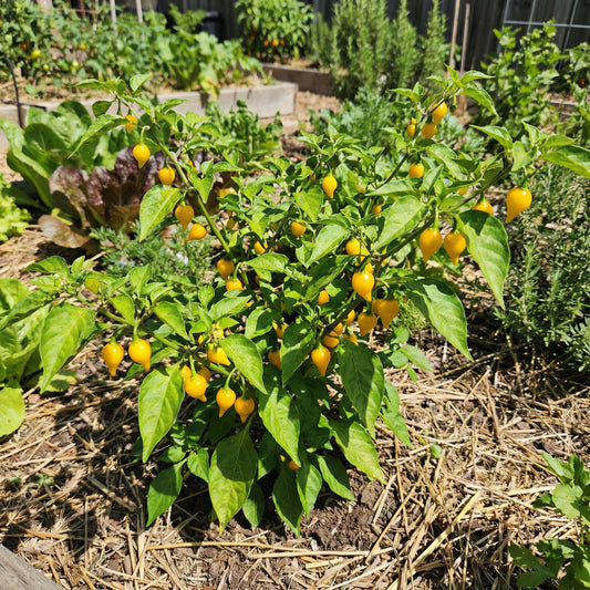 Yellow Biquinho Pepper Planting Seeds - Vibrant Fruit for Your Garden