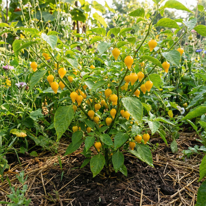 Yellow Biquinho Pepper Planting Seeds - Vibrant Fruit for Your Garden