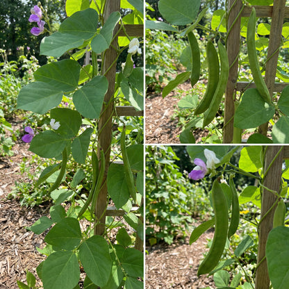 Sword Bean Vegetable Planting Seeds